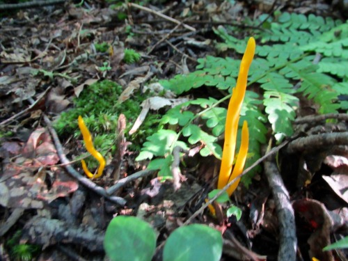 Guessing this must be another variety of fairy fingers or Clavaria, only this time it was yellow-ora