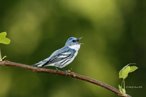 Cerulean Warbler