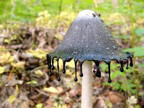 pao-oro:‘Inky Caps are named for the dripping black goo that edges their caps. Like other mush