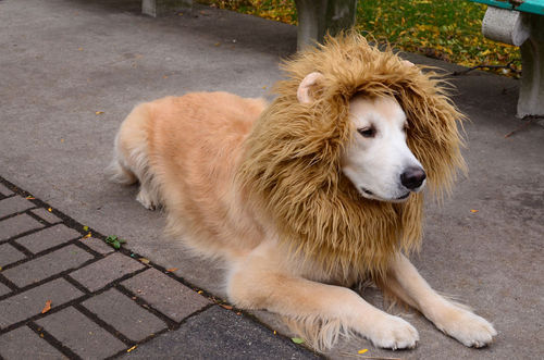 dutchster:  theirs:  a zoo of dogs dressed up as other animals   