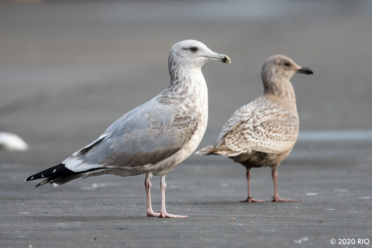 Red Hawk 推定アメリカセグロカモメ 第3回冬羽 Larus Smithsonianus 3rd Winter Red Hawk 推定アメリカセグロカモメ 第3回冬羽 Larus Smithsonianus 3rd Winter