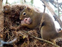  Squirrels are actually very kind to each