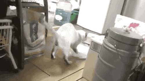 gifsboom:  Cat Cleans the Floor. [video] [DailyPicksandFlicks] 