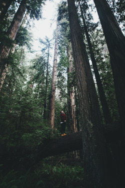 envyavenue:  The Redwoods by Tanner Seablom. 