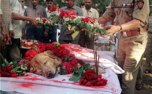 mentalalchemy:  thenewrenaissanceman:  solastalgic:  Rest in Peace Zanjeer.Zanjeer, a golden labrador, unlikely hero of 1993 Mumbai blasts, saved thousands of lives during the serial bomb blasts in the city in March 1993 by detecting more than 3,329 kgs