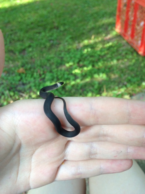 nanamii-chiakii:  doomedcalliope:  this is possibly the best snake experience of my life! I found th