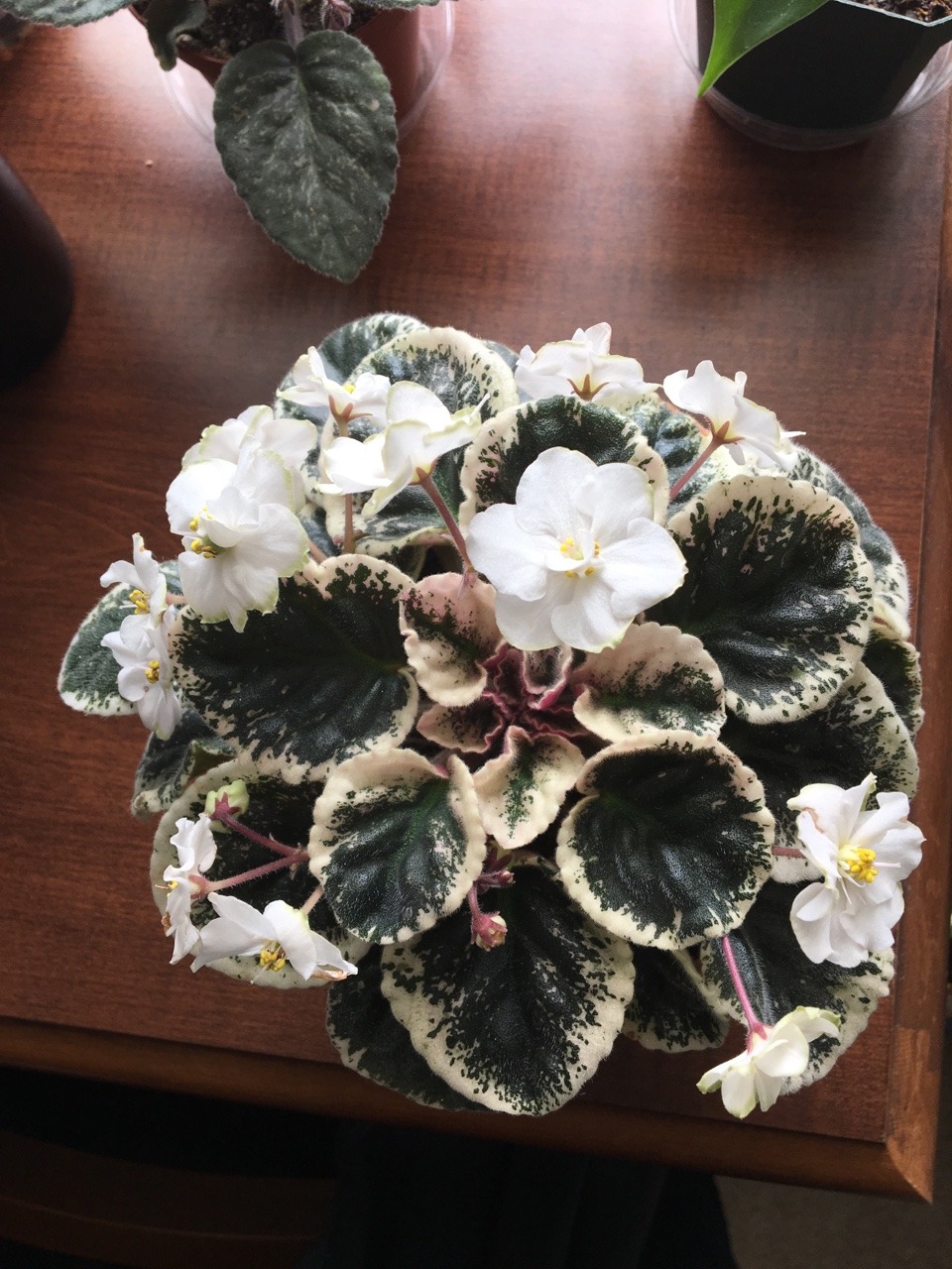 gardenandtable:An African Violet that I’m exceptionally proud of. There are many