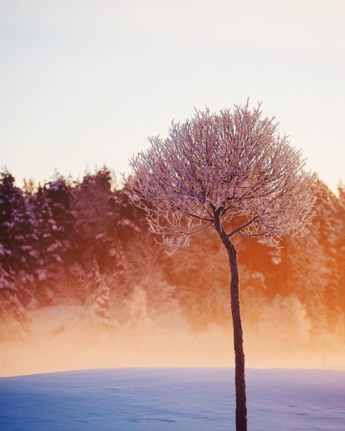 crossconnectmag:  Photography by Sandra Linnell Sandra Linnell is a 36 years old self-taught photographer, based in Stockholm, Sweden. She shoots a lot of nature and lifestyle photography using an Olympus OMD EM-10 and is an ambassador of the brand. 