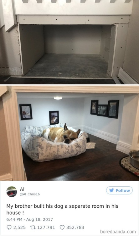 pr1nceshawn:Dogs Living The Good Life. porn pictures