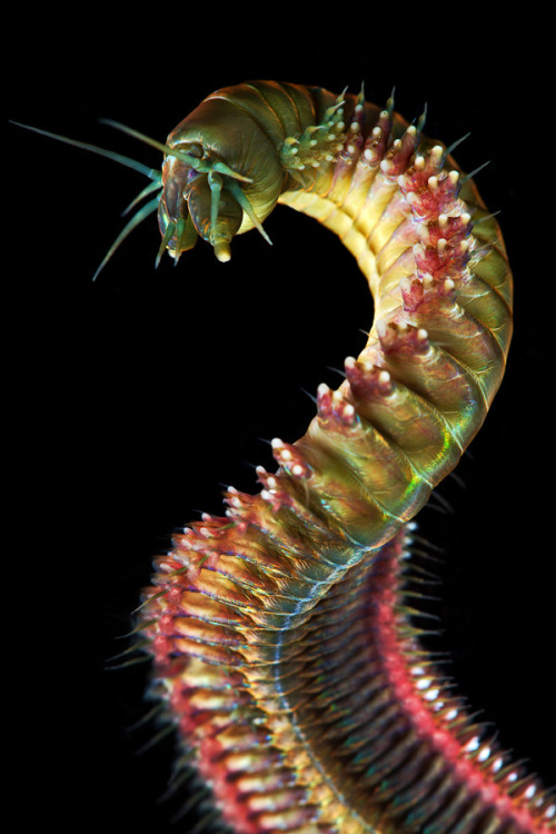 sagansense:    Photos of Alitta virens by Alexander Semenov. Don’t let the pretty colors fool you, these sandworms are plenty scary. They can get quite big (sometimes exceeding four feet)  and they occasionally bite humans. They just might be the nastiest