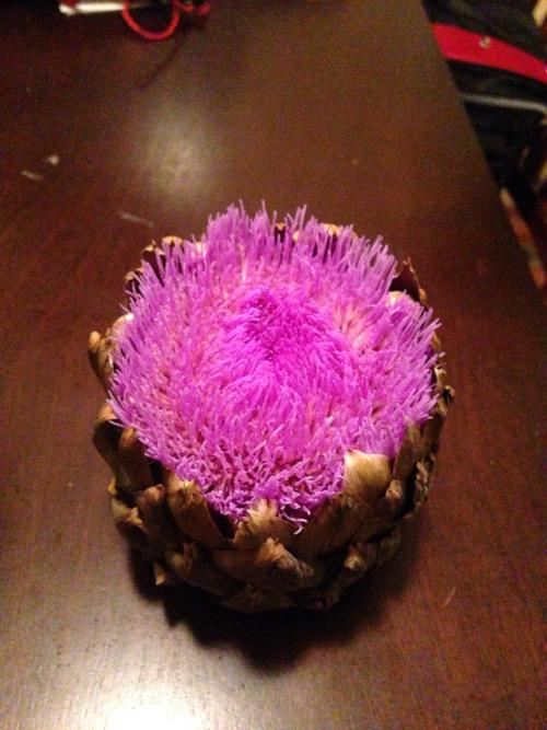 &ldquo;I left my artichoke out of the fridge and it bloomed&rdquo; on /r/mildlyinteresting h