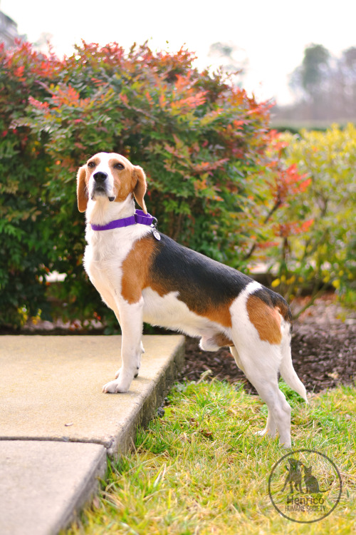  Lance is available for adoption from Henrico Humane Society! 