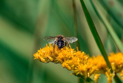 Bee Butt Bee Butt Bee Butt