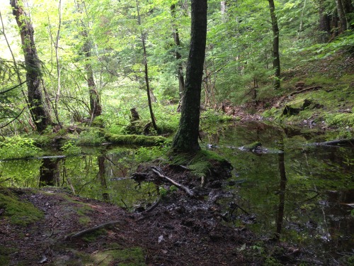 visofrapture: Rattlesnake Mountain, Holderness, New Hampshire