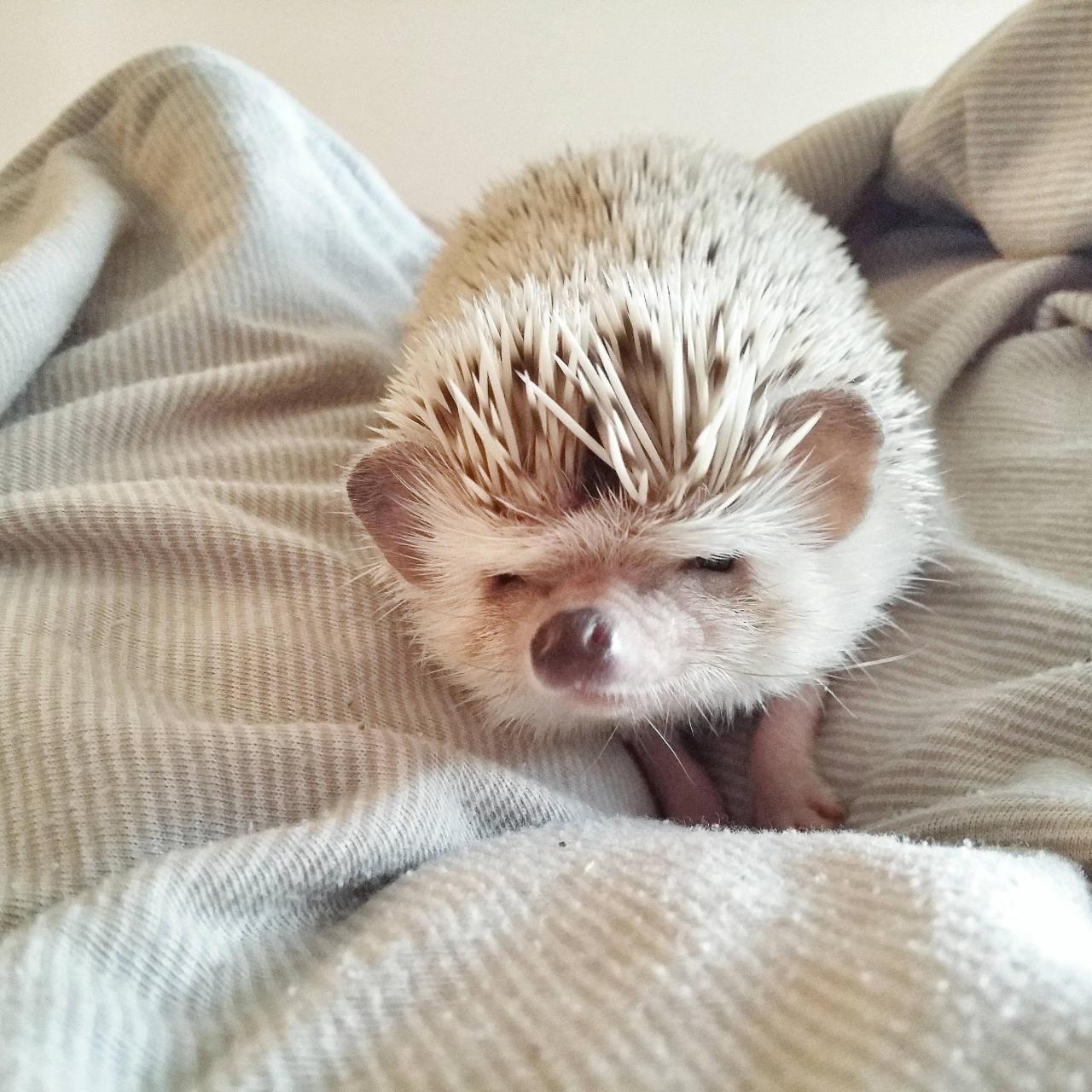 awwww-cute:  Suspicious hedgehog