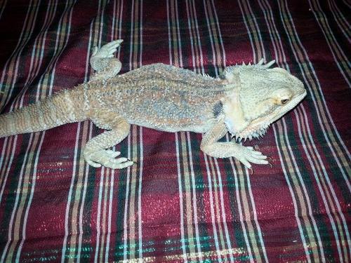 cornysnake:Elvis - Bearded dragon (Pogona vitticeps) This guy was surrendered to me this afternoon. 