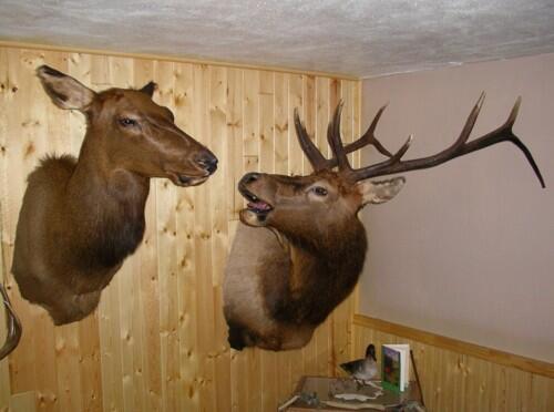 I told you it was hunting season, Susan!! But nooo, we had to visit your mom!