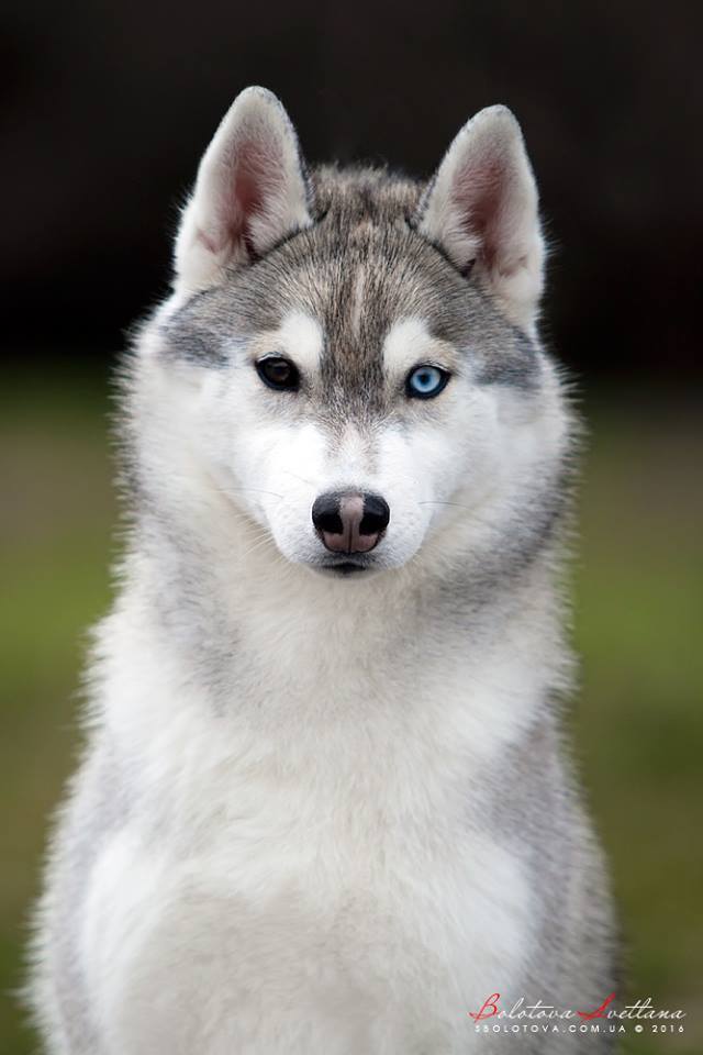 are black and white huskies akc breed standard