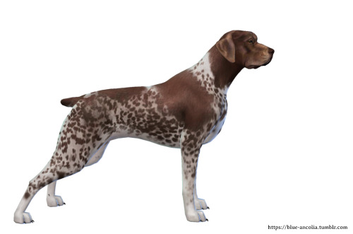 GSP makeoverMeet Hunter, a good-natured and adaptable dog. Hunter has a high energy level and belong