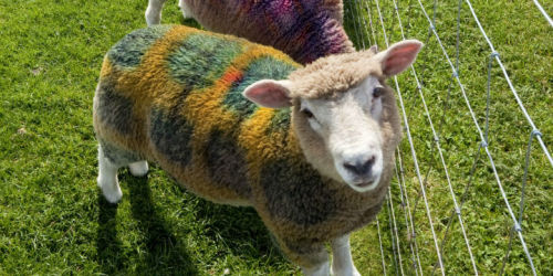 hoodieimp: cottageinthelandserene: A Scottish farmer at Auchingarrich Wildlife Centre fools tourists into believing that her flock produce tartan wool with the help of some harmless sheep marking spray. The visiting Americans were told that the animals