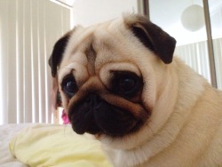 harrythepug:  This is not a pug. It’s actually the world’s most annoying alarm clock. He’s just spent the last 10 mins snorting in my ear, stepping on my head and trying to knock over the glass of water on the bedside table. Now that I’m well