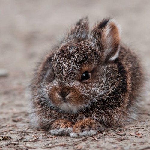typhlonectes:Snowshoe Hare baby, Denali National Park and Preserve, Alaskaphotograph: Tim Rains| NPS