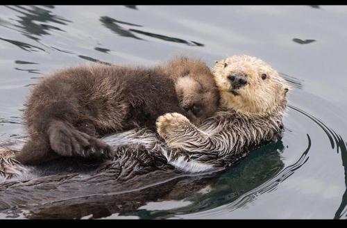 Baby sea otter napping on it’s mother, Canada. Newborn sea otters have a very buoyant fur and 