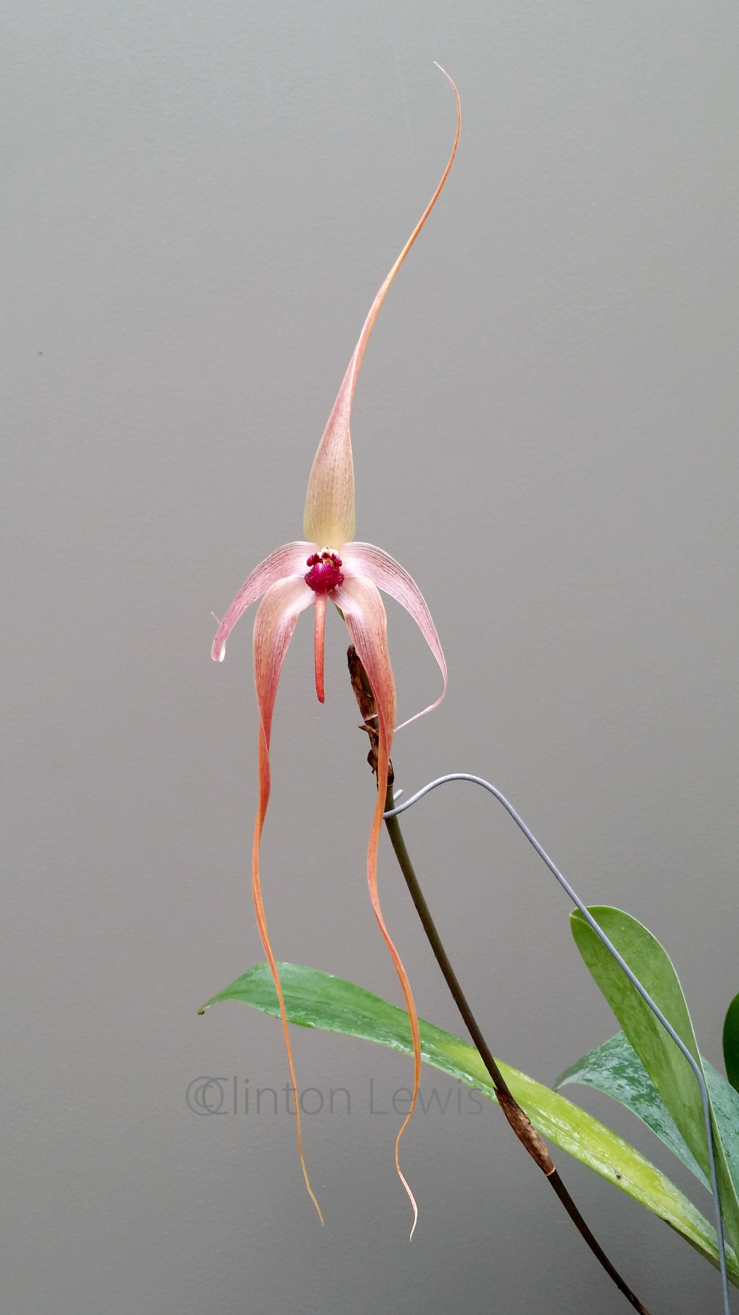 orchiddynasty:  Bulbophyllum echinolabium  (Borneo/Sulawesi)  No matter how you