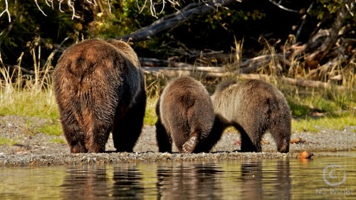 njwight:  Three Bear Bums. Two toodle bears and Mom. Look at those bums…and the little paw pads!