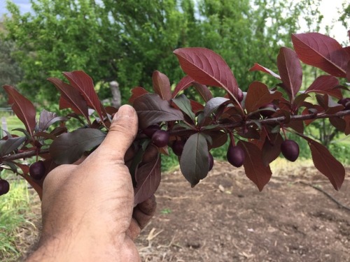 All sort of plum varieties fruiting up. Gonna be a good year for plums!