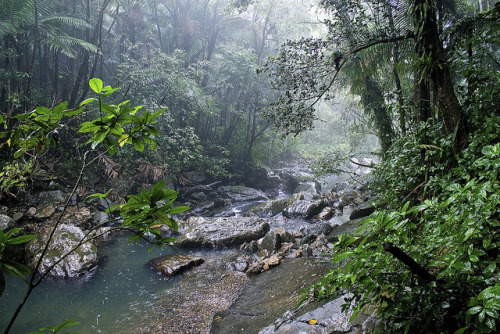 Rivers of El Yunque by Michael J. Roldán Cabán on Flickr.