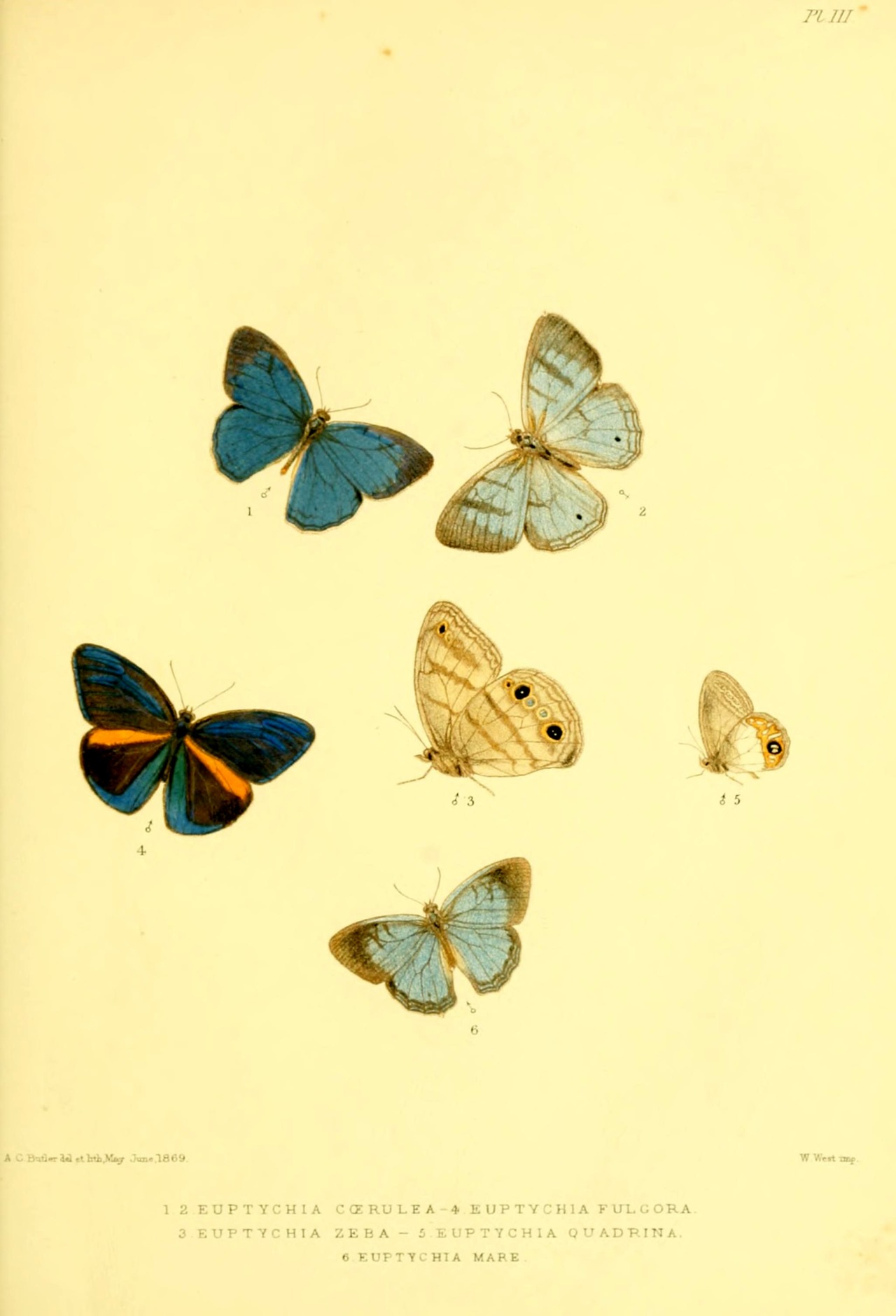 wapiti3:  Lepidoptera Exotica, or Descriptions and Illustrations of Exotic Lepidoptera.