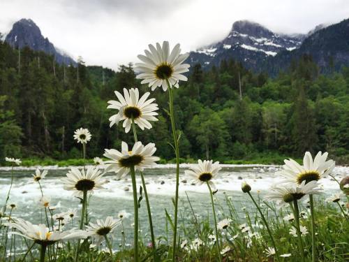 Daisies in the Dark