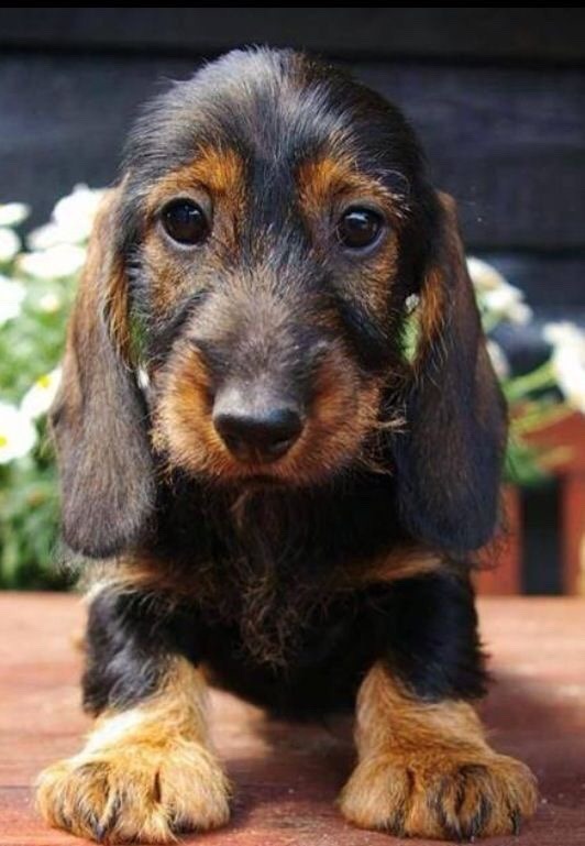 Dachshund Parade Photo