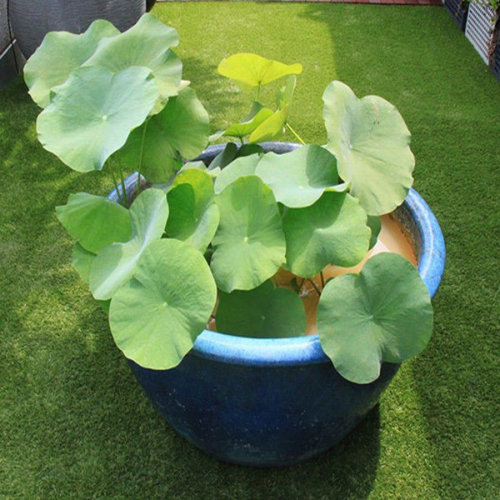 summersunny88:Egrow 10Pcs Gardening Lotus Seeds001   ☘ ☘   002003   ☘ ☘   004005   ☘ ☘   006✧Your fi