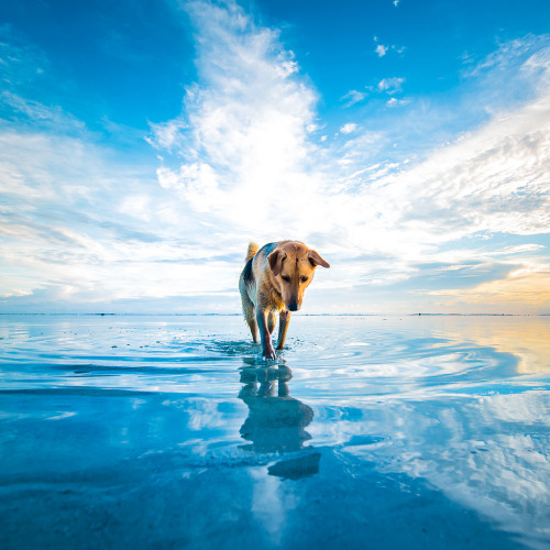 brutalgeneration:  Dog (by ►CubaGallery)