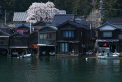 sasaq:  伊根の舟屋と桜、金引きの滝と山つつじ、天の橋立の松並木の夕景