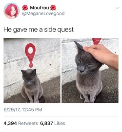 froborr:  Quest acquired: Pet the kitty!