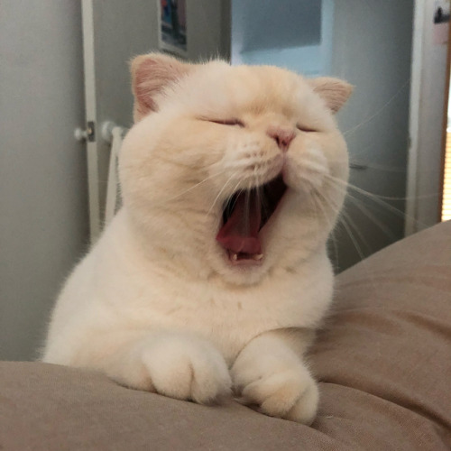 sof yawn