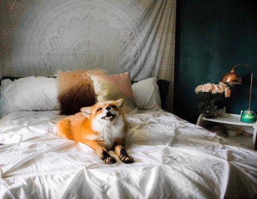 angelicimpurity: everythingfox: Just a casual fox laying on a bed Juniper’s Instagram Paint me