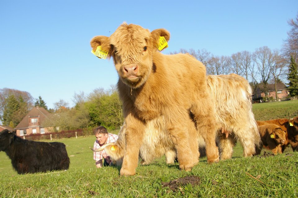 hughhighlander:  Here’s a cute wee one to get your mind off that big scary bull