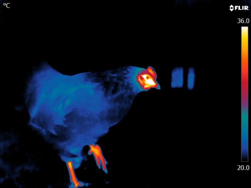 Thermal images reveal stress in chickensResearchers at the University of Glasgow are using heat came