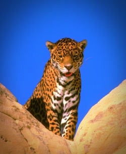 phototoartguy:  Jaguar Looking Down by Ray Feeltory