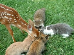 rubyfruitjumble:  i love that these different kinds of cats can hang out even though theyre all different 