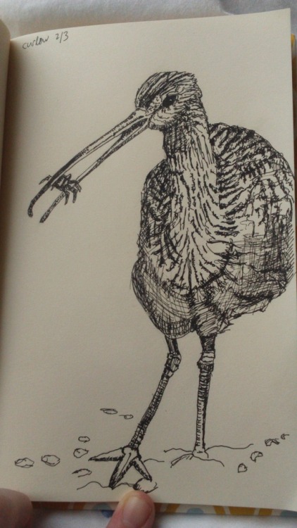 starstarship:Yesterday, instead of dying, I drew curlew.