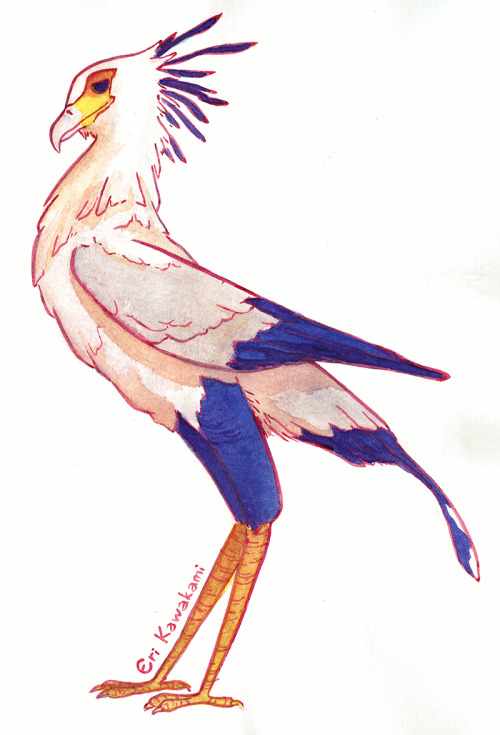 eri-kawakami: A little watercolor sketch of my favorite bird :v