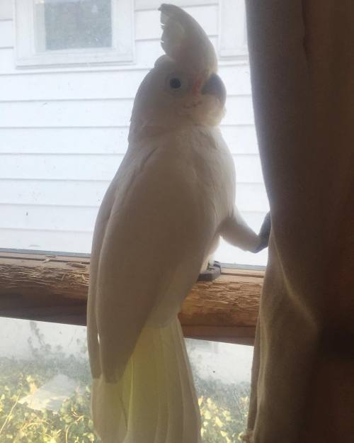 Arthur is a nosey neighbor! #spy #nosey #goffins #goffinscockatoo #weirdo #cockadrama #cockatoolife 