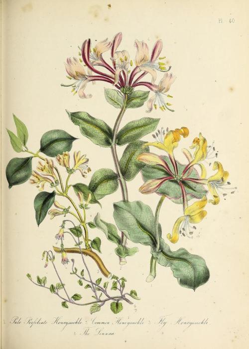 heaveninawildflower:Botanical illustrations taken from ‘British Wild Flowers’ by Jane Loudon. Publis