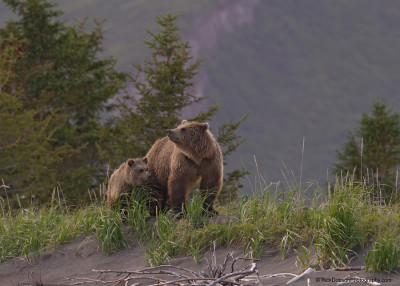 superbnature:
“Alaska Brown Bear (Grizzly) and Cub by rickdobson
”