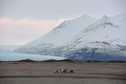 pearlkillers: Wild reindeer in front of the glacier at sunrise